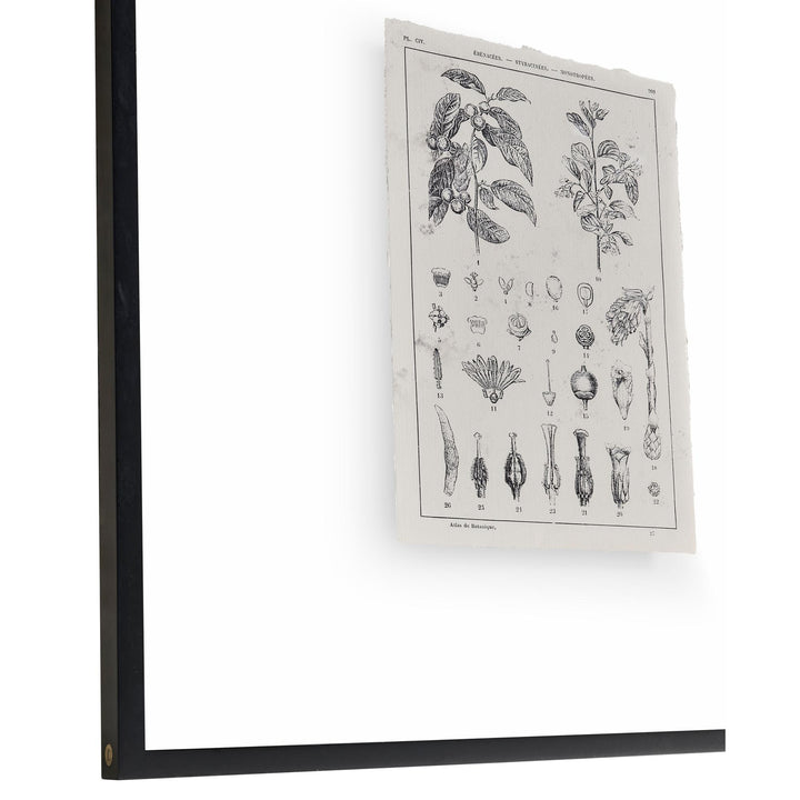Botanica: The Art of Knowledge - Set of 4 - image 6