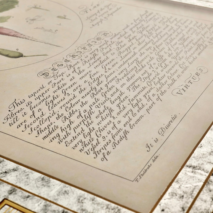 Herbal of Enlightenment - Set of 4 - image 10