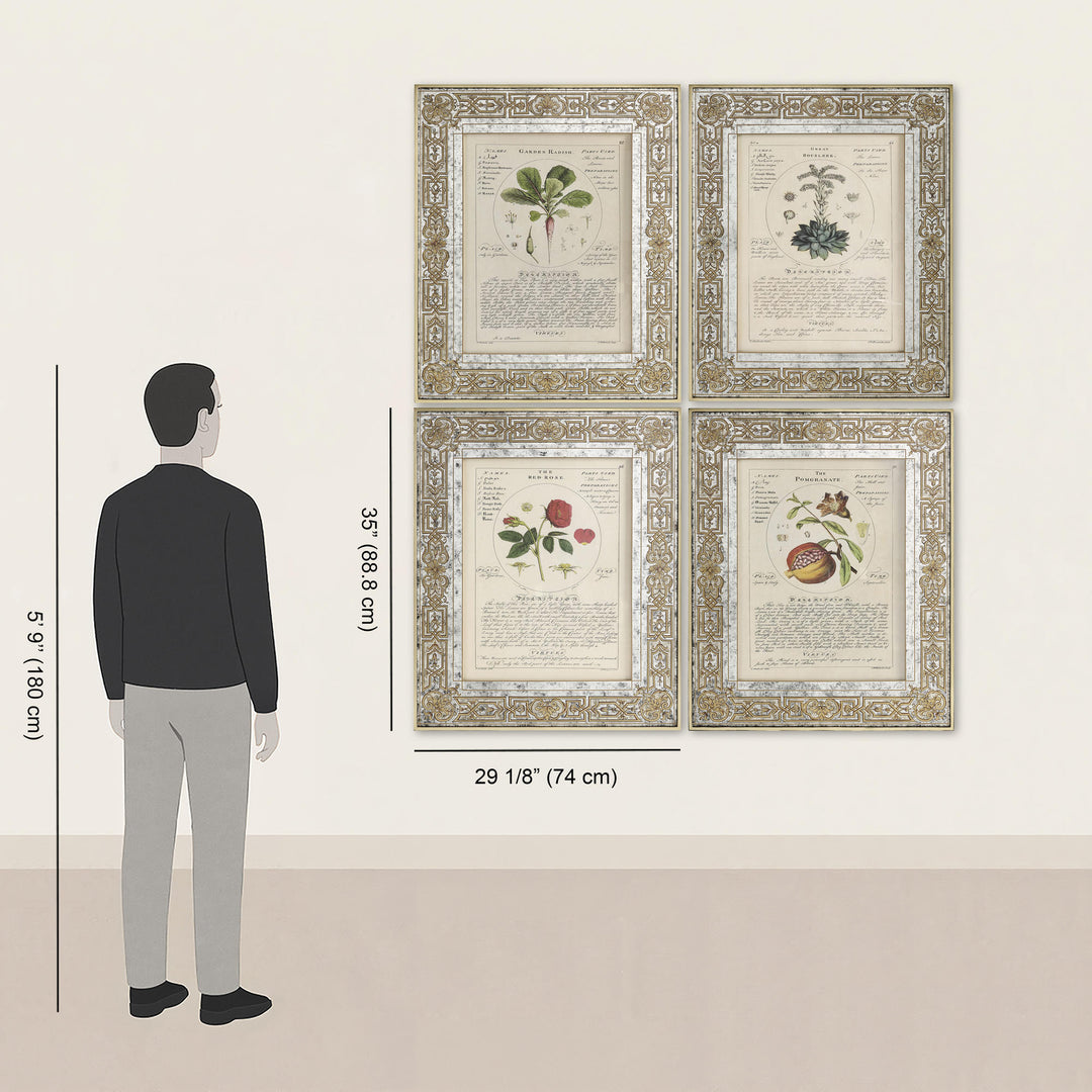Herbal of Enlightenment - Set of 4 - image 12
