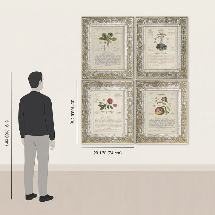 Herbal of Enlightenment - Set of 4 - image 12