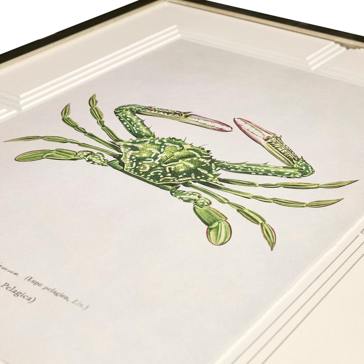 Vintage Marine Animals - Set of 4 - image 8