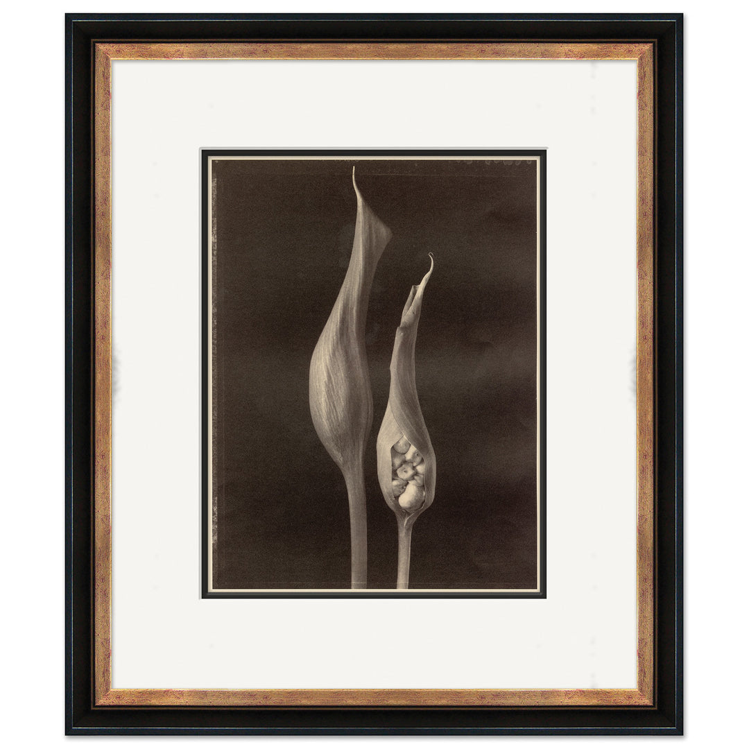 Sepia Flowers 23 by Soicher Marin