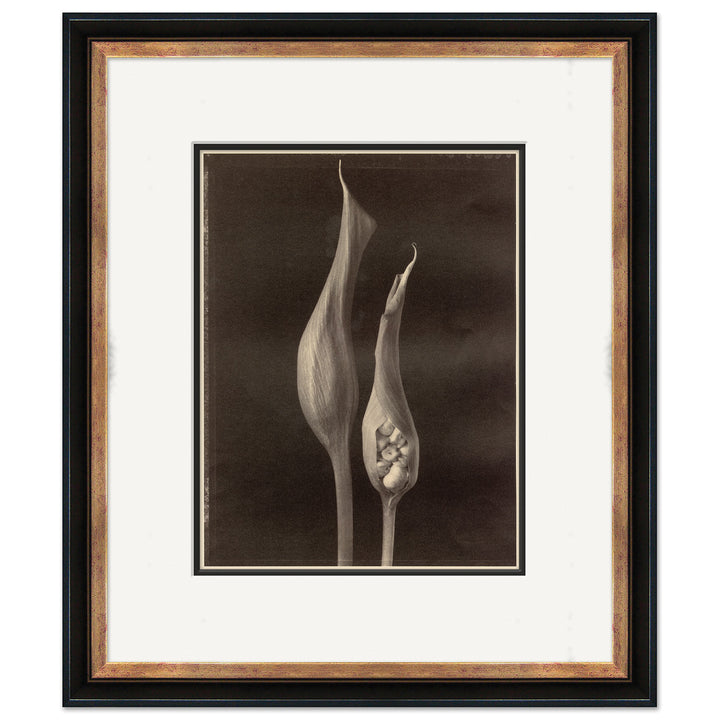 Sepia Flowers 23 by Soicher Marin