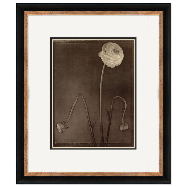Sepia Flowers 24 by Soicher Marin