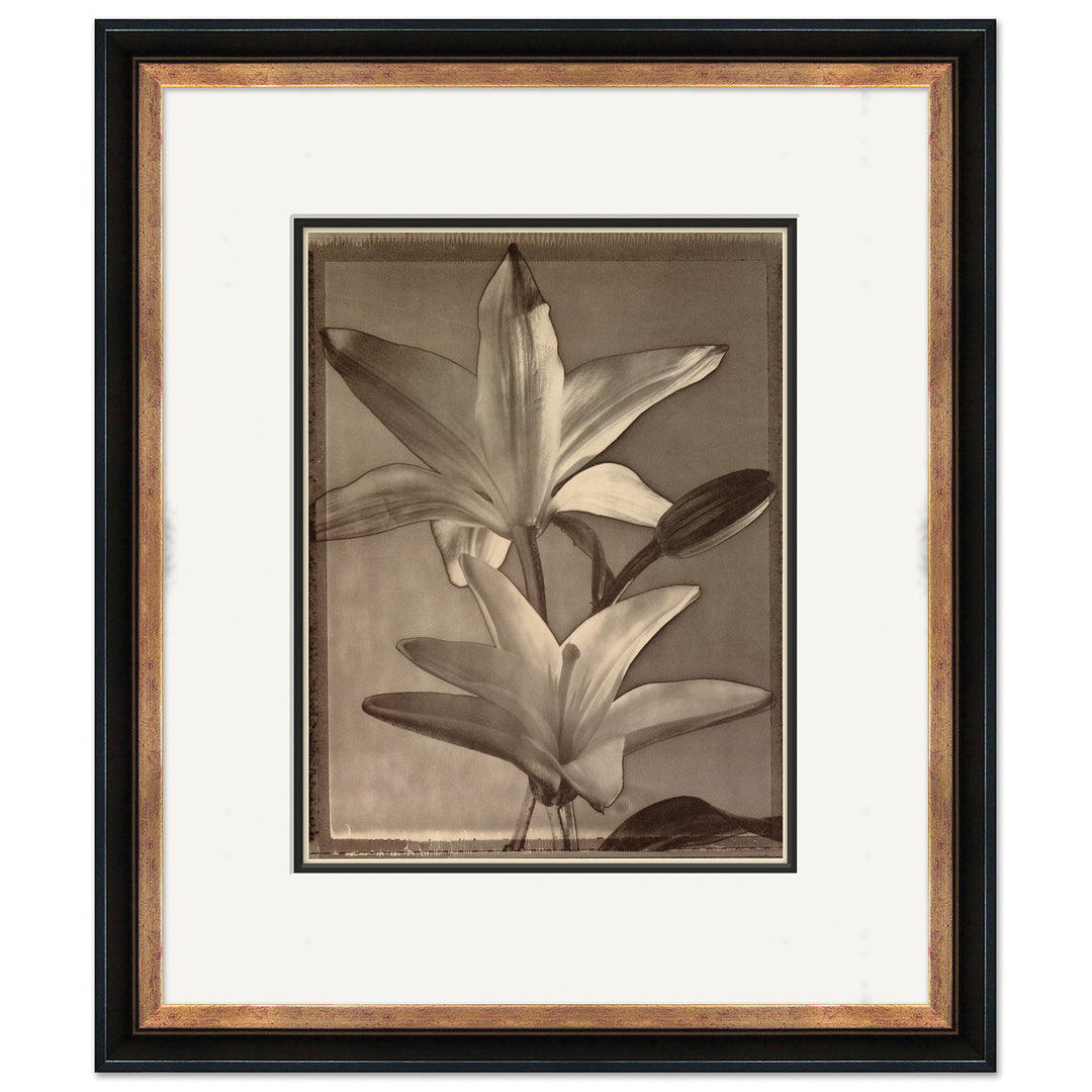 Sepia Flowers 14 by Soicher Marin