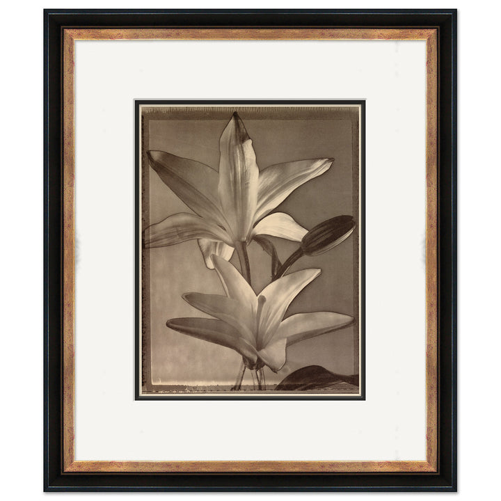 Sepia Flowers 14 by Soicher Marin