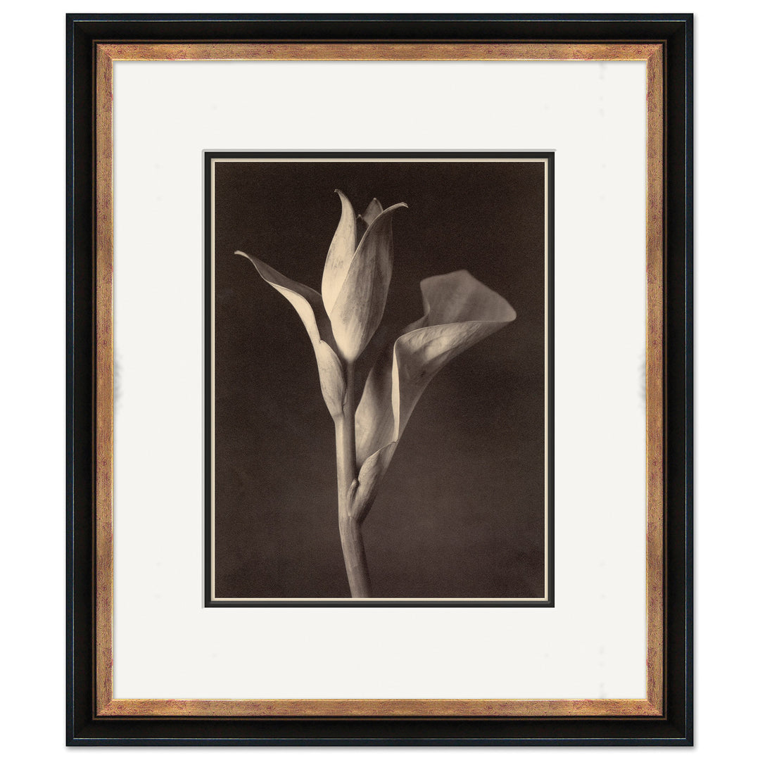Sepia Flowers 15 by Soicher Marin