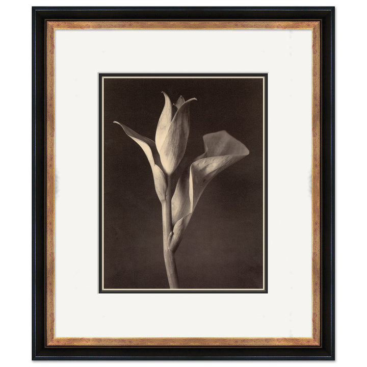 Sepia Flowers 15 by Soicher Marin