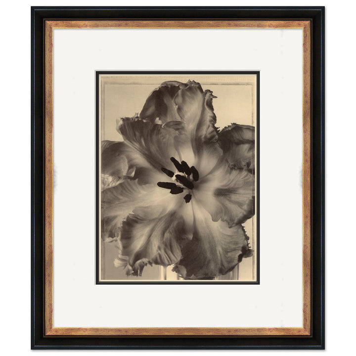 Sepia Flowers 16 by Soicher Marin
