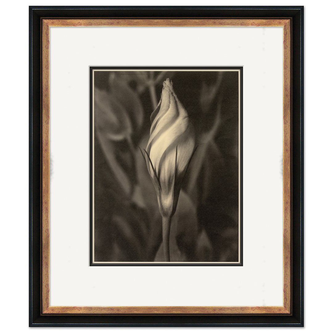 Sepia Flowers 18 by Soicher Marin