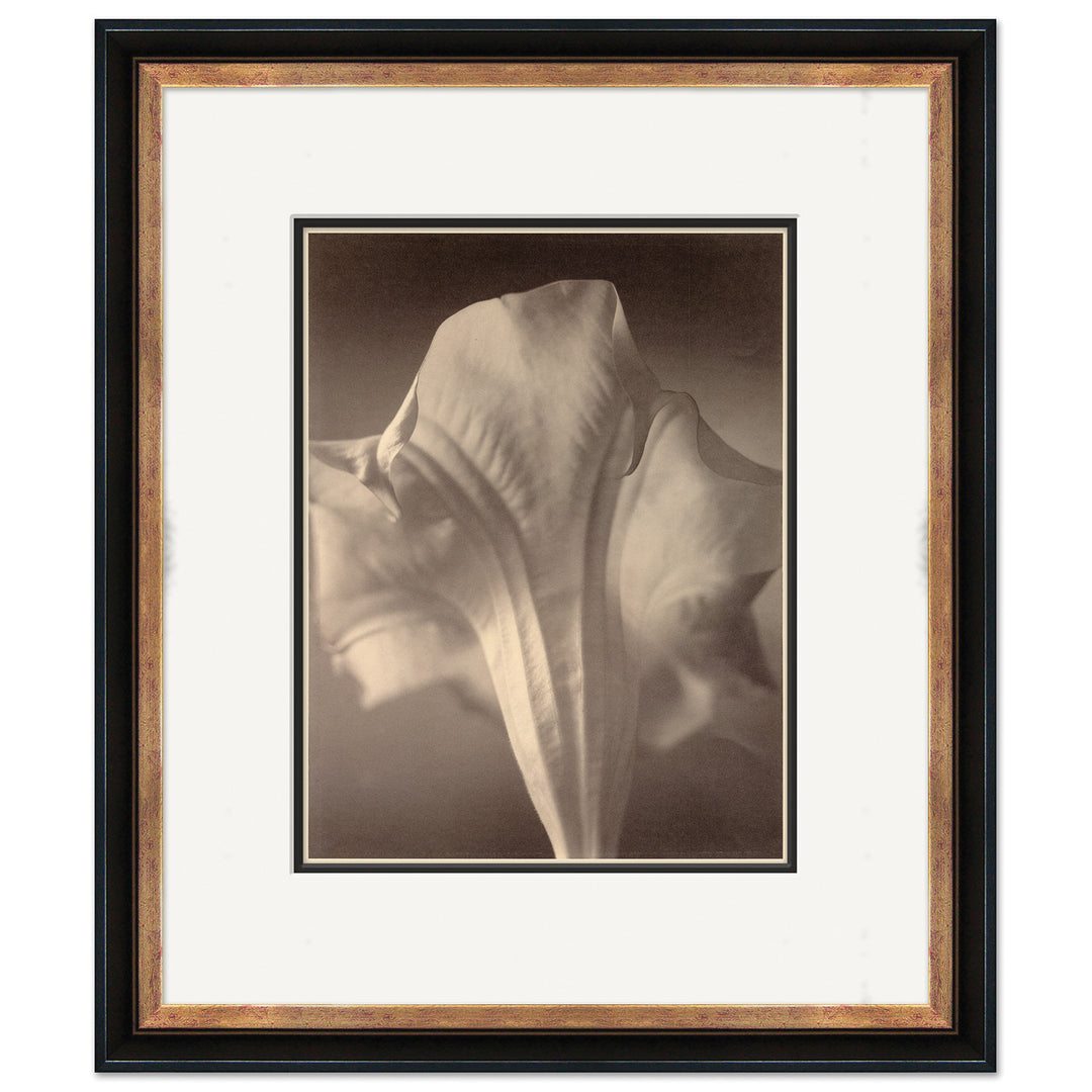 Sepia Flowers 19 by Soicher Marin