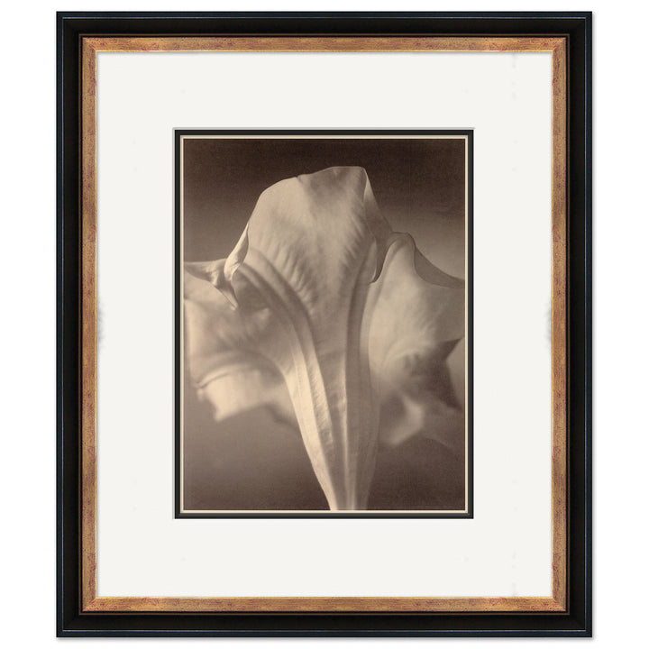 Sepia Flowers 19 by Soicher Marin