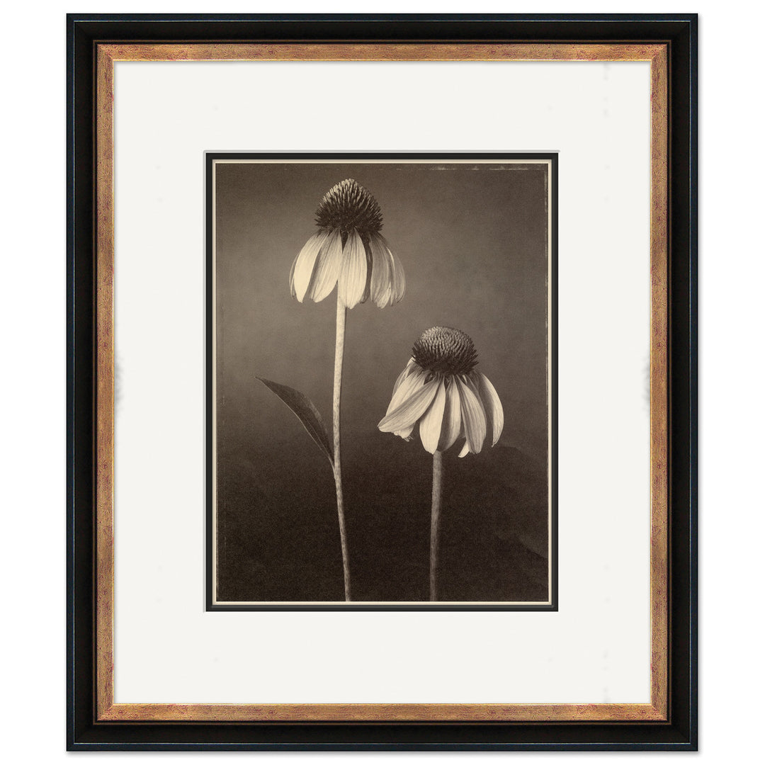 Sepia Flowers 22 by Soicher Marin