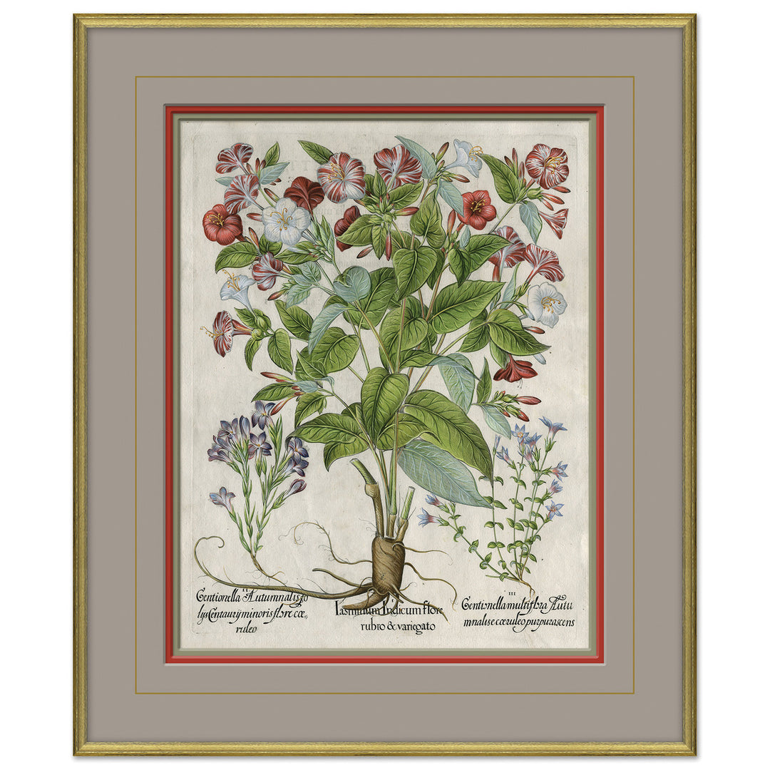 Besler Botanicals, Basilius Besler, circa 1600 5 by Soicher Marin