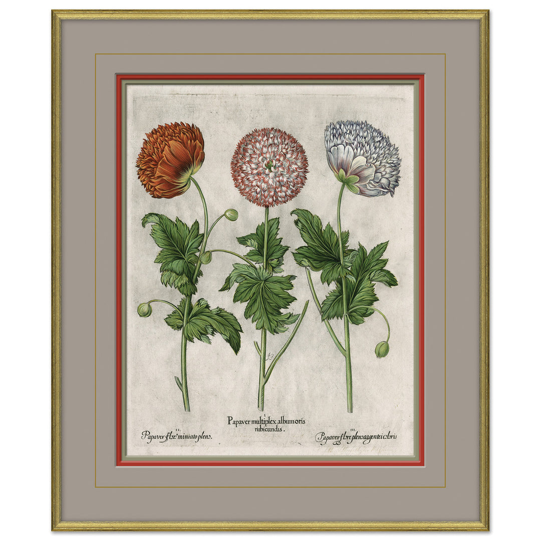 Besler Botanicals, Basilius Besler, circa 1600 6 by Soicher Marin