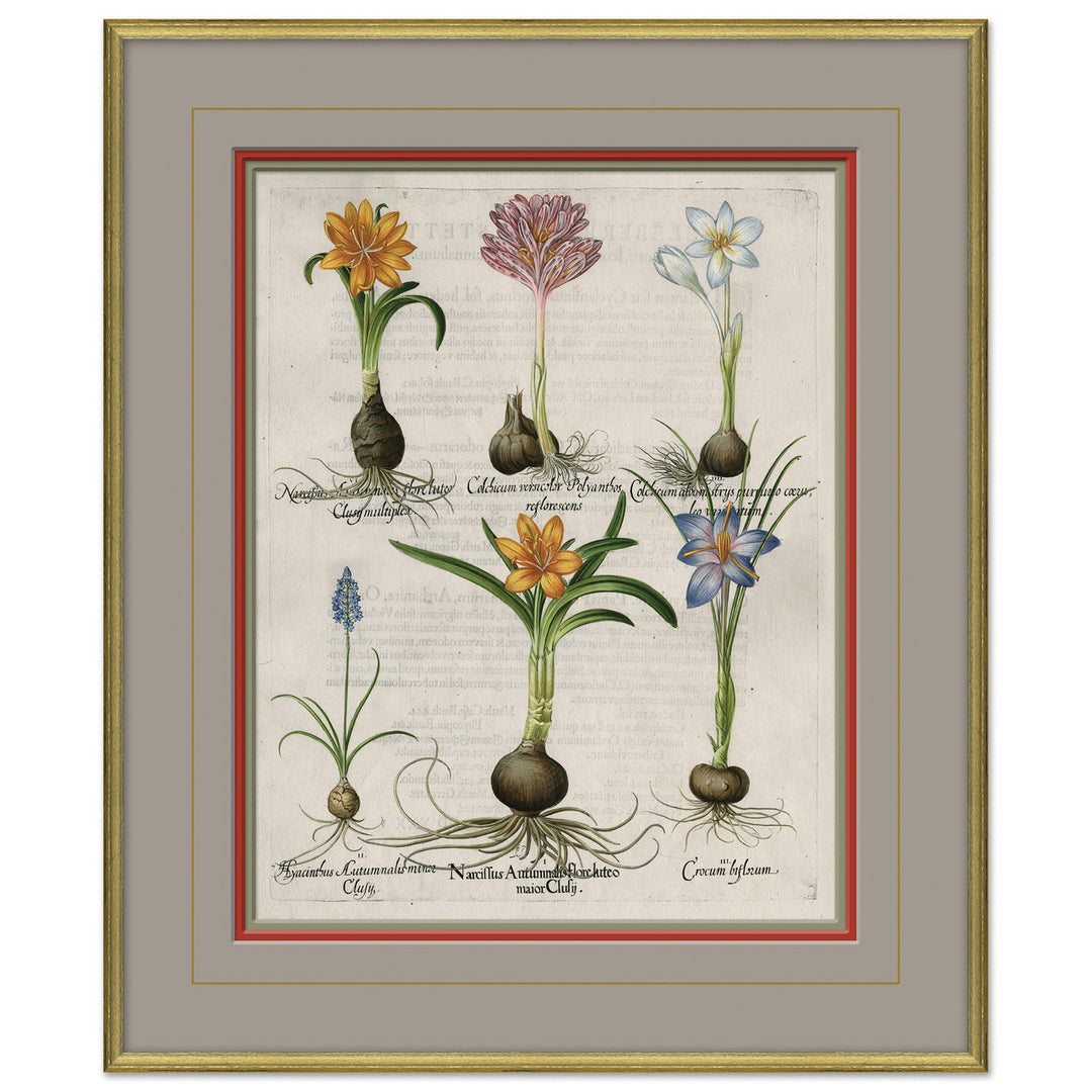 Besler Botanicals, Basilius Besler, circa 1600 by Soicher Marin