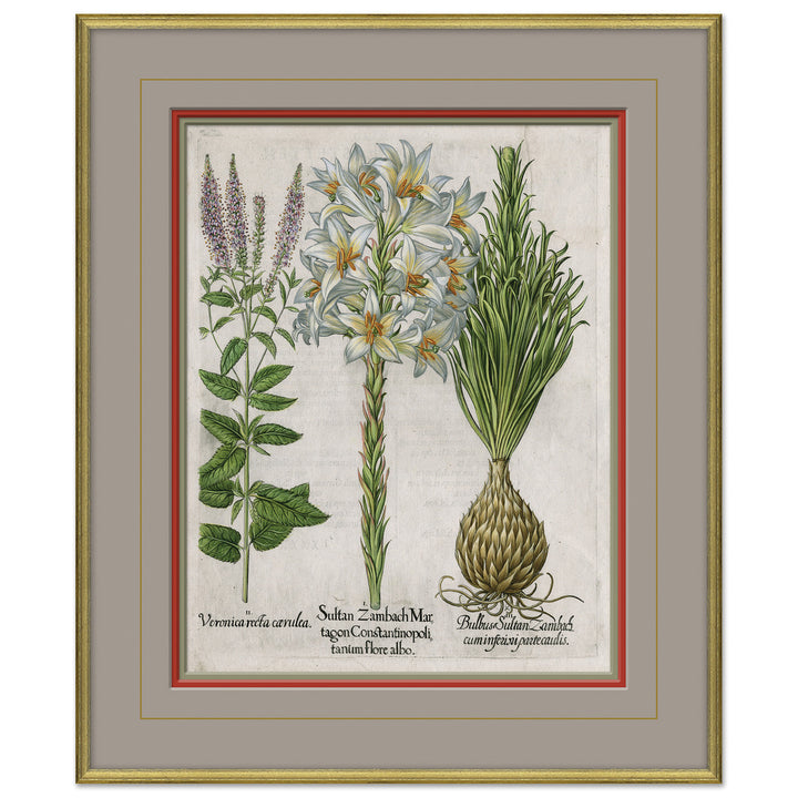 Besler Botanicals, Basilius Besler, circa 1600 2 by Soicher Marin