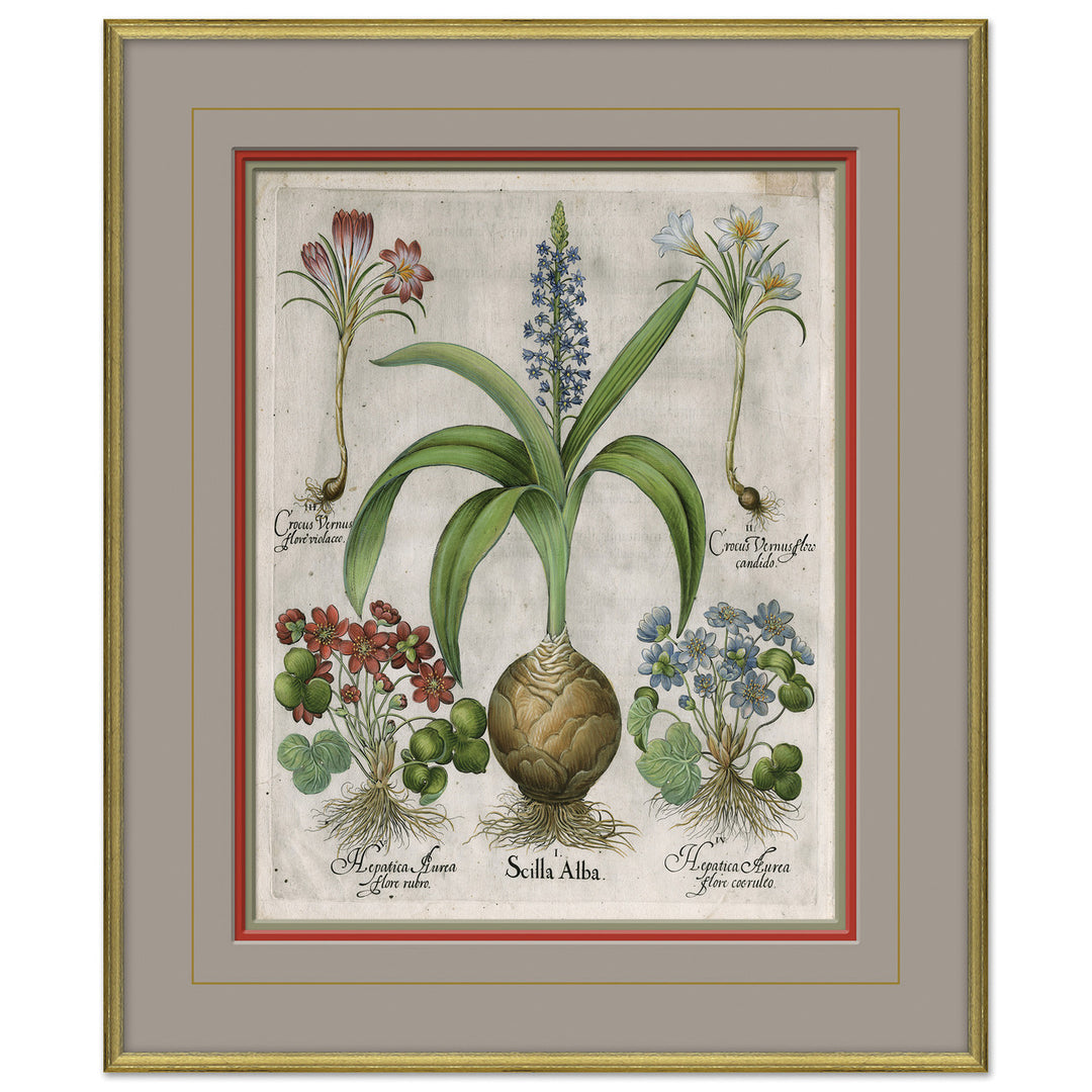 Besler Botanicals, Basilius Besler, circa 1600 3 by Soicher Marin
