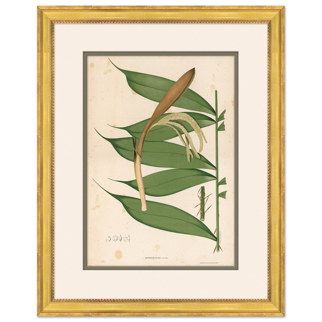 Palm Leaves 3 by Soicher Marin