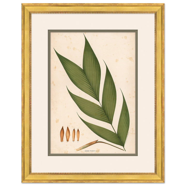 Palm Leaves 4 by Soicher Marin