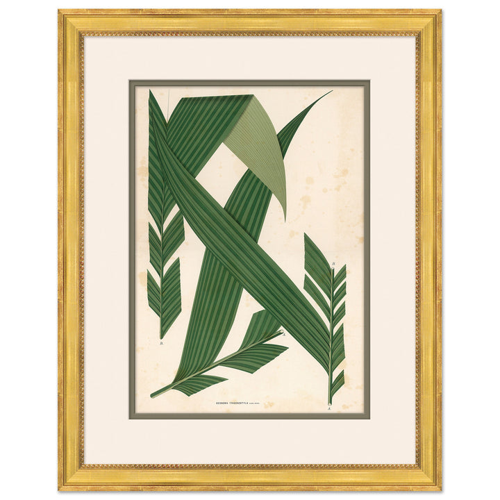 Palm Leaves 5 by Soicher Marin