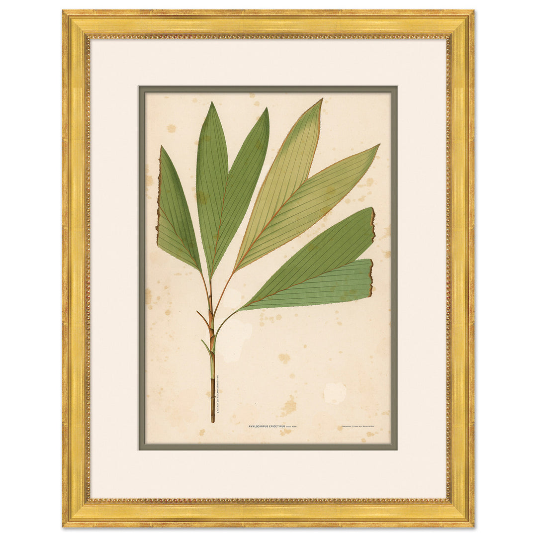 Palm Leaves 6 by Soicher Marin