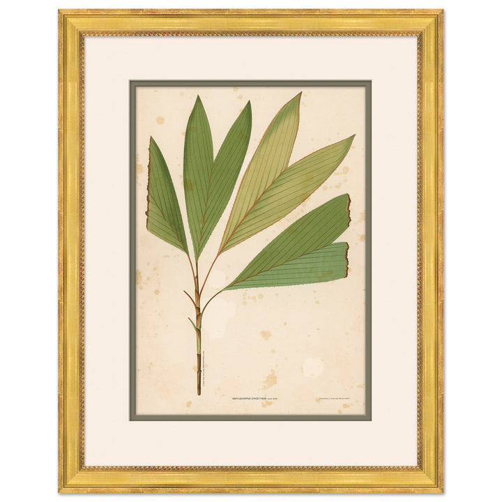 Palm Leaves 6 by Soicher Marin