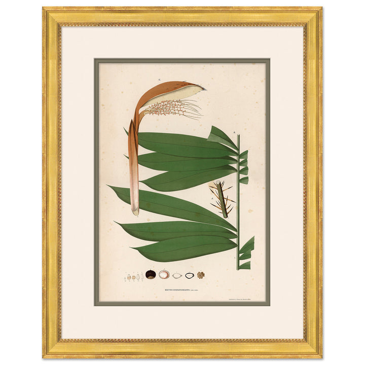 Palm Leaves by Soicher Marin