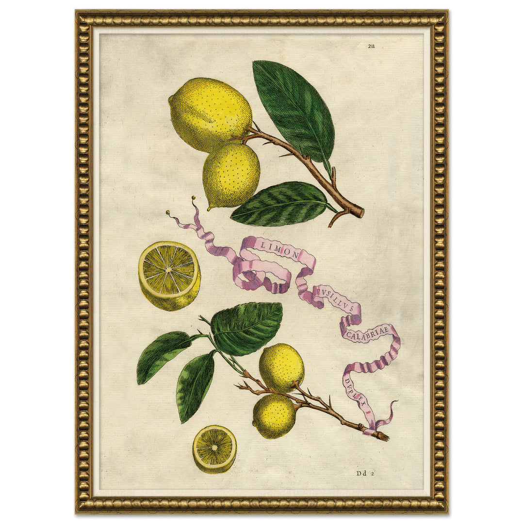 Lemons & Pink Ribbons 3 by Soicher Marin