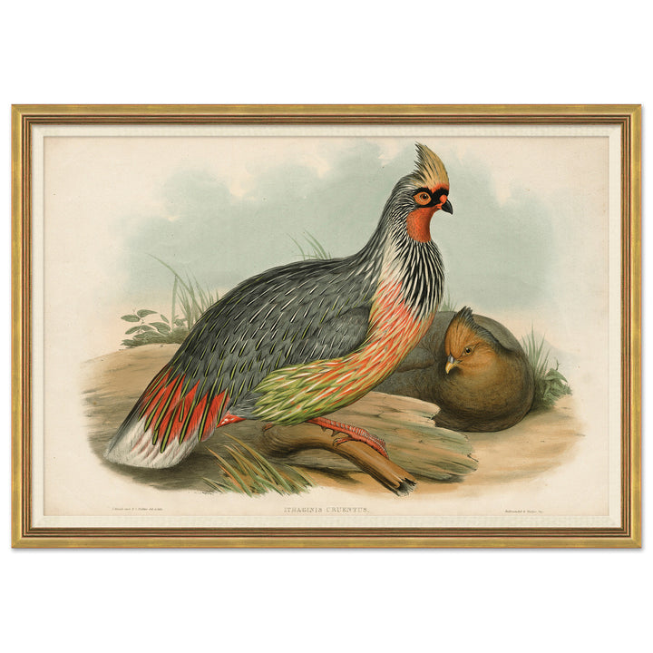 Pheasants From Gould's Birds Of Australia 20 by Soicher Marin