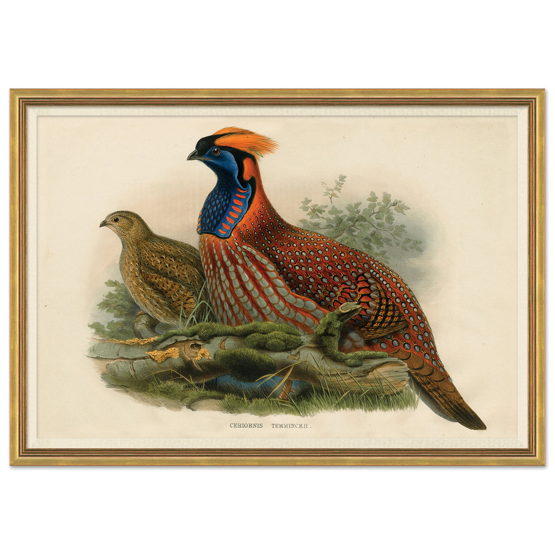 Pheasants From Gould's Birds Of Australia by Soicher Marin
