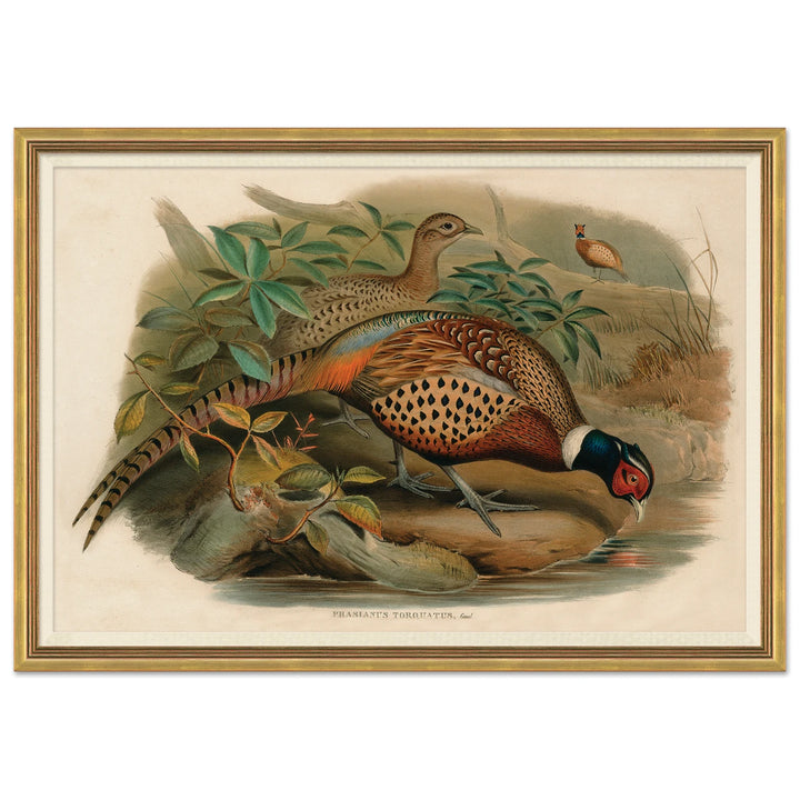 Pheasants From Gould's Birds Of Australia 2 by Soicher Marin