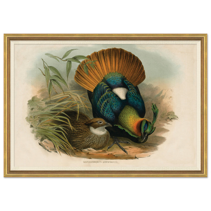 Pheasants From Gould's Birds Of Australia 8 by Soicher Marin