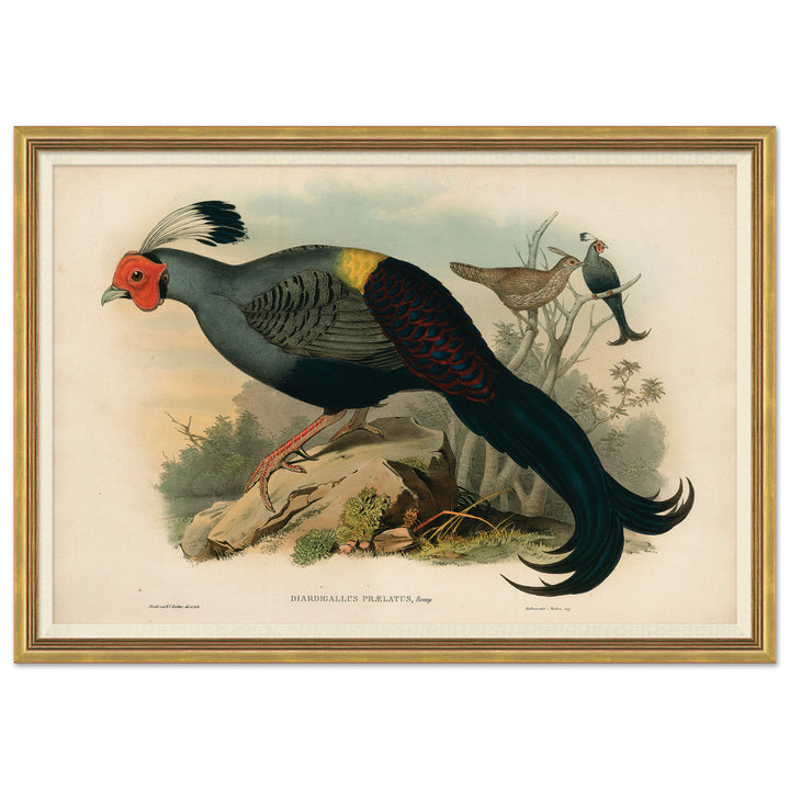 Pheasants From Gould's Birds Of Australia 10 by Soicher Marin