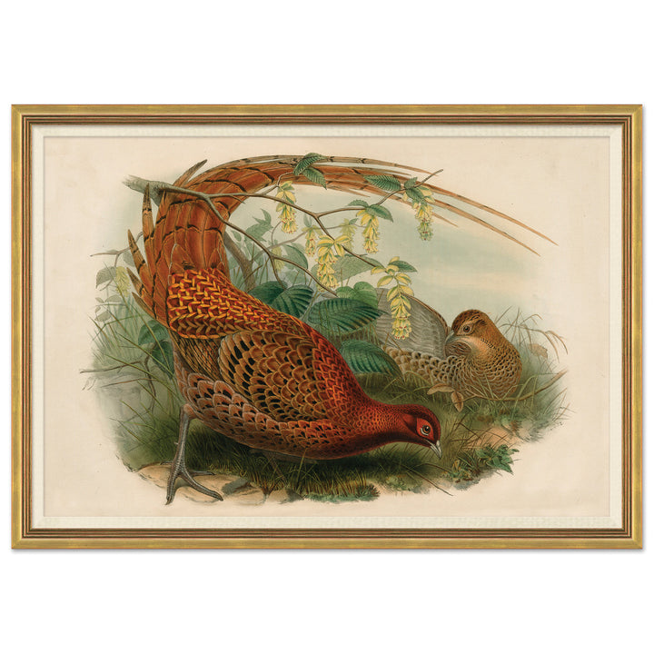 Pheasants From Gould's Birds Of Australia 15 by Soicher Marin