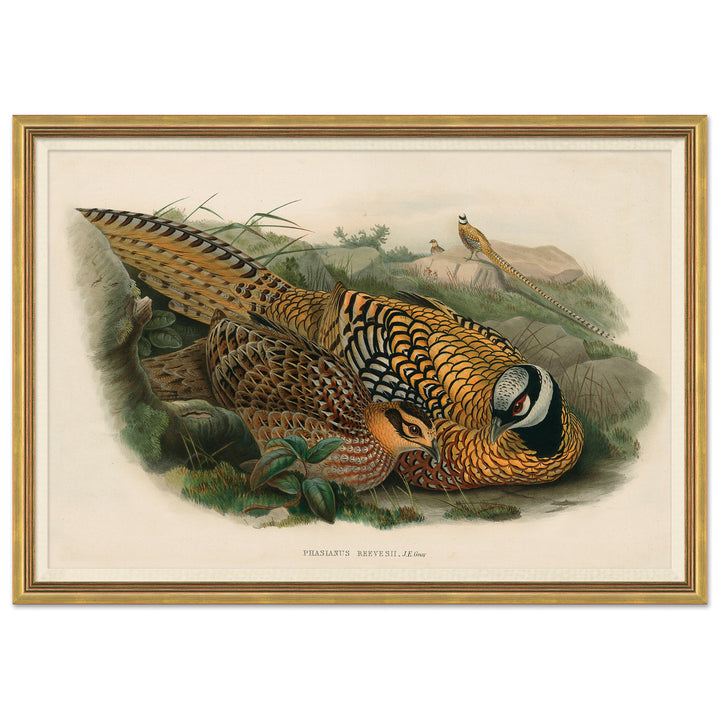 Pheasants From Gould's Birds Of Australia 16 by Soicher Marin