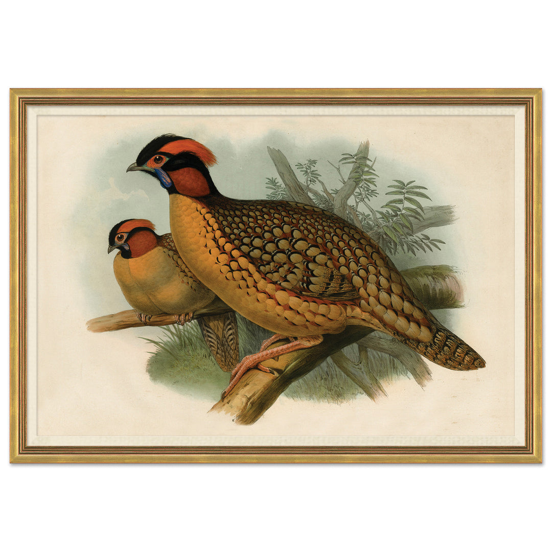 Pheasants From Gould's Birds Of Australia 5 by Soicher Marin