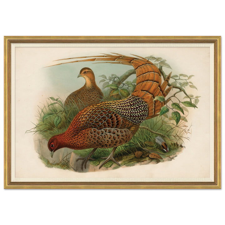 Pheasants From Gould's Birds Of Australia 6 by Soicher Marin