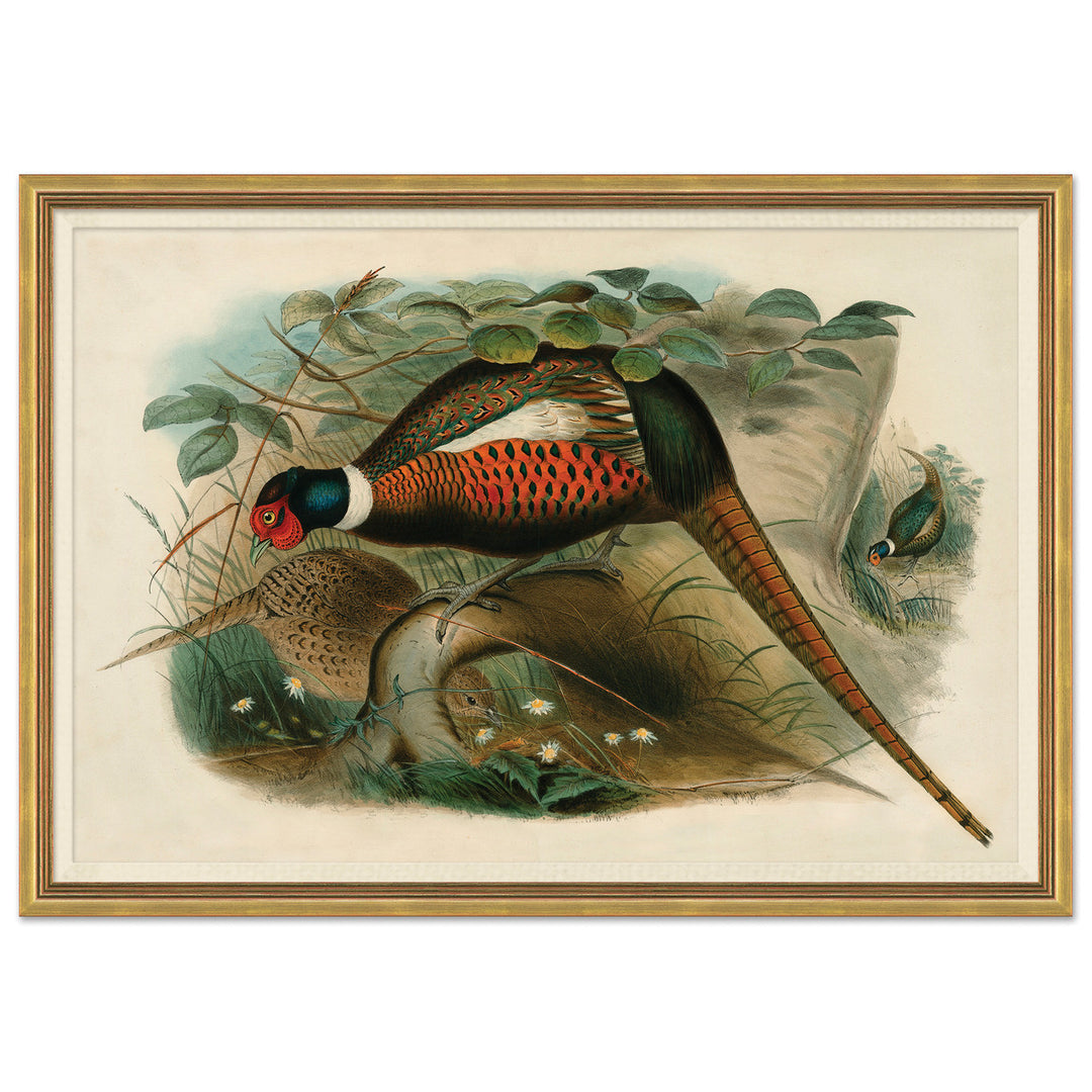 Pheasants From Gould's Birds Of Australia 13 by Soicher Marin