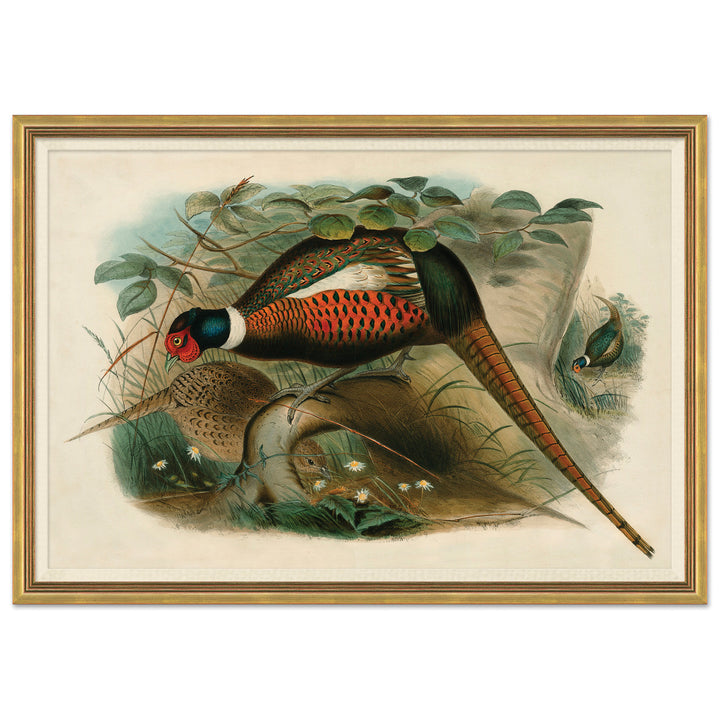 Pheasants From Gould's Birds Of Australia 13 by Soicher Marin