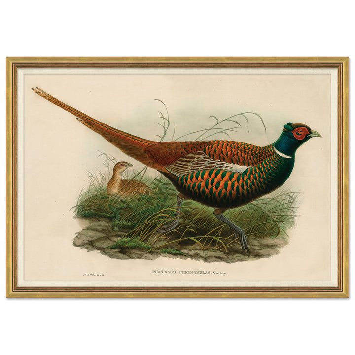 Pheasants From Gould's Birds Of Australia 19 by Soicher Marin
