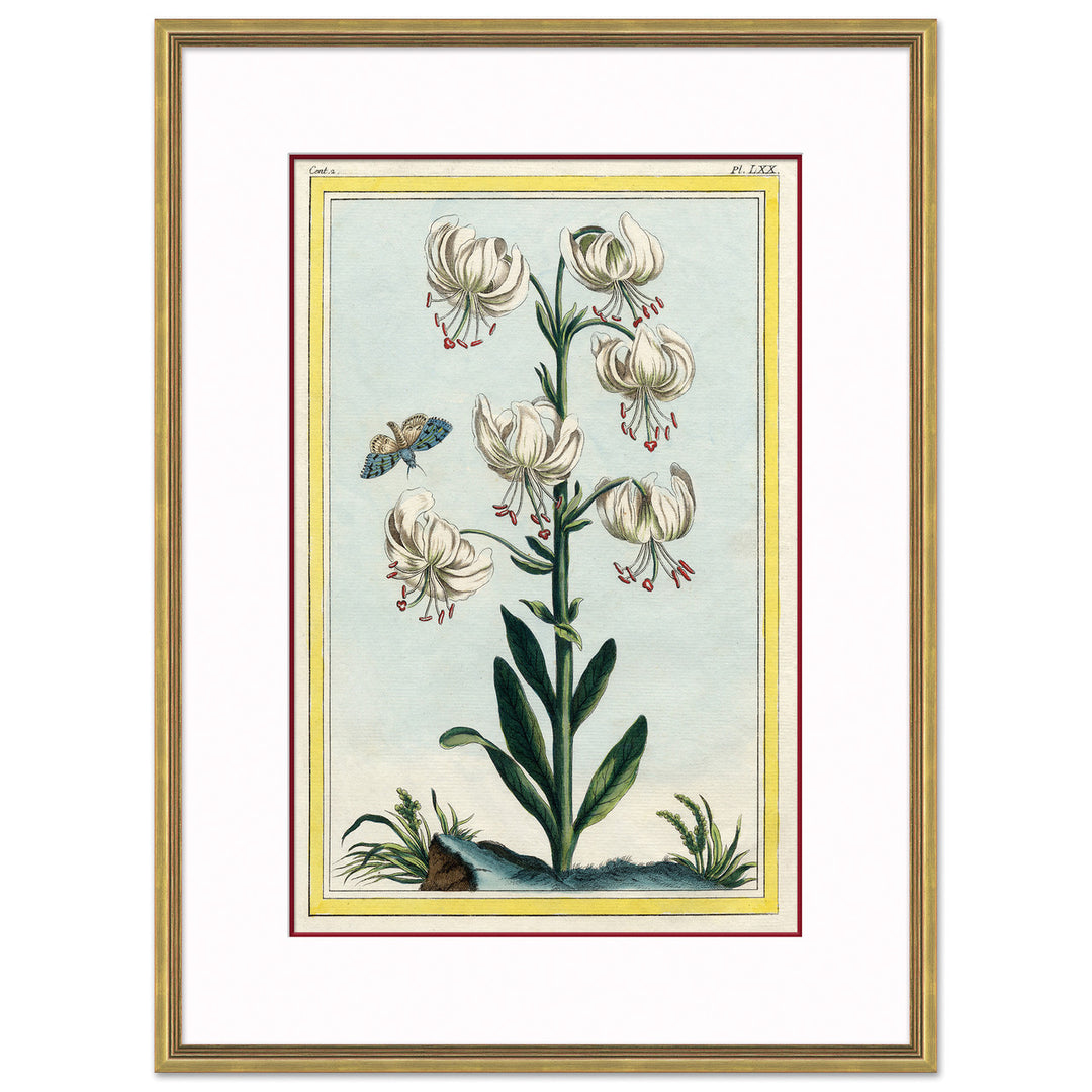 Botanical by Soicher Marin