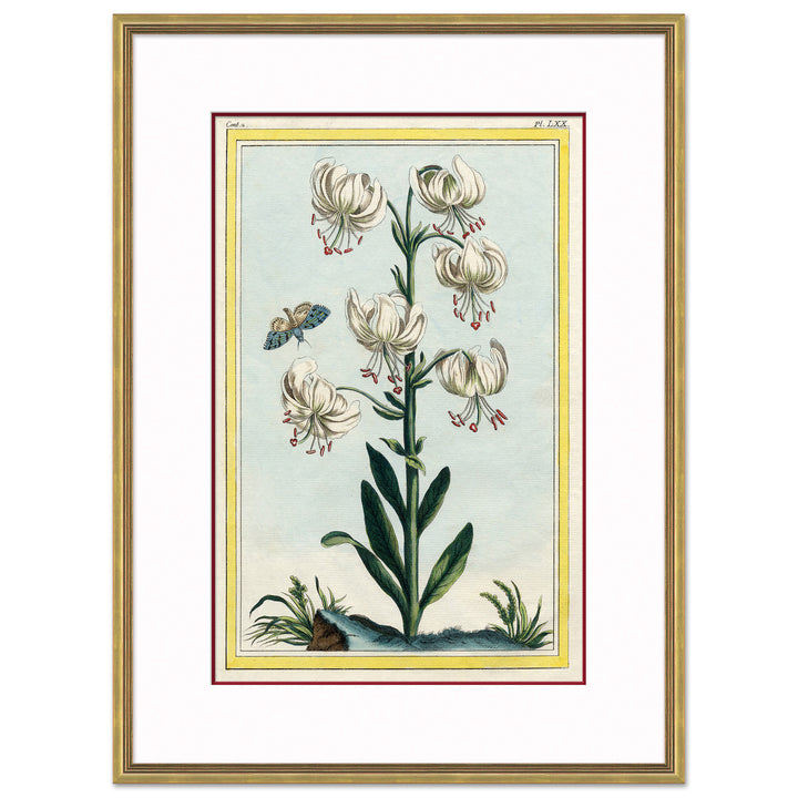 Botanical by Soicher Marin