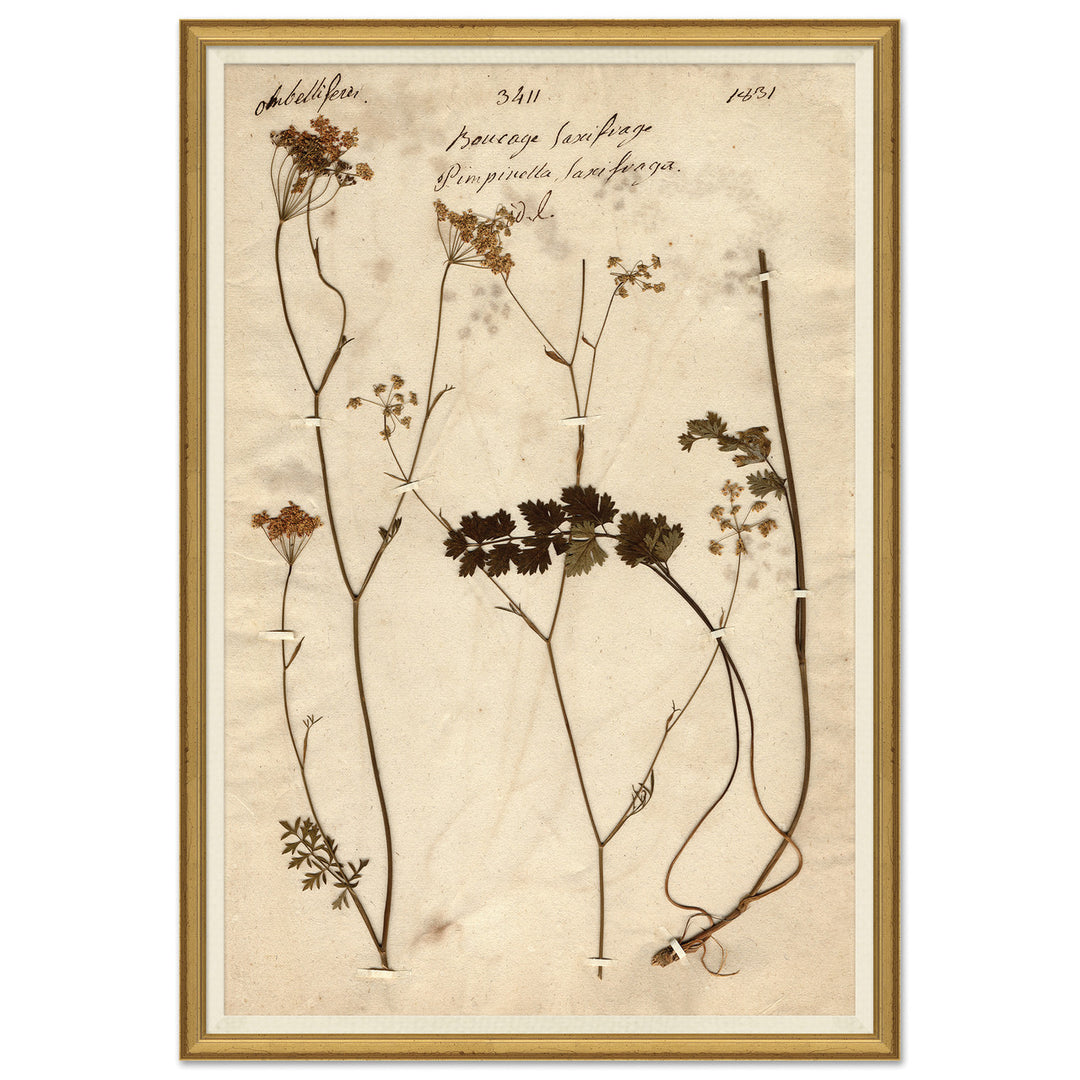 Herbarium 1 by Soicher Marin