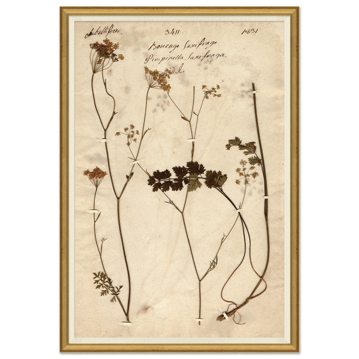 Herbarium 1 by Soicher Marin