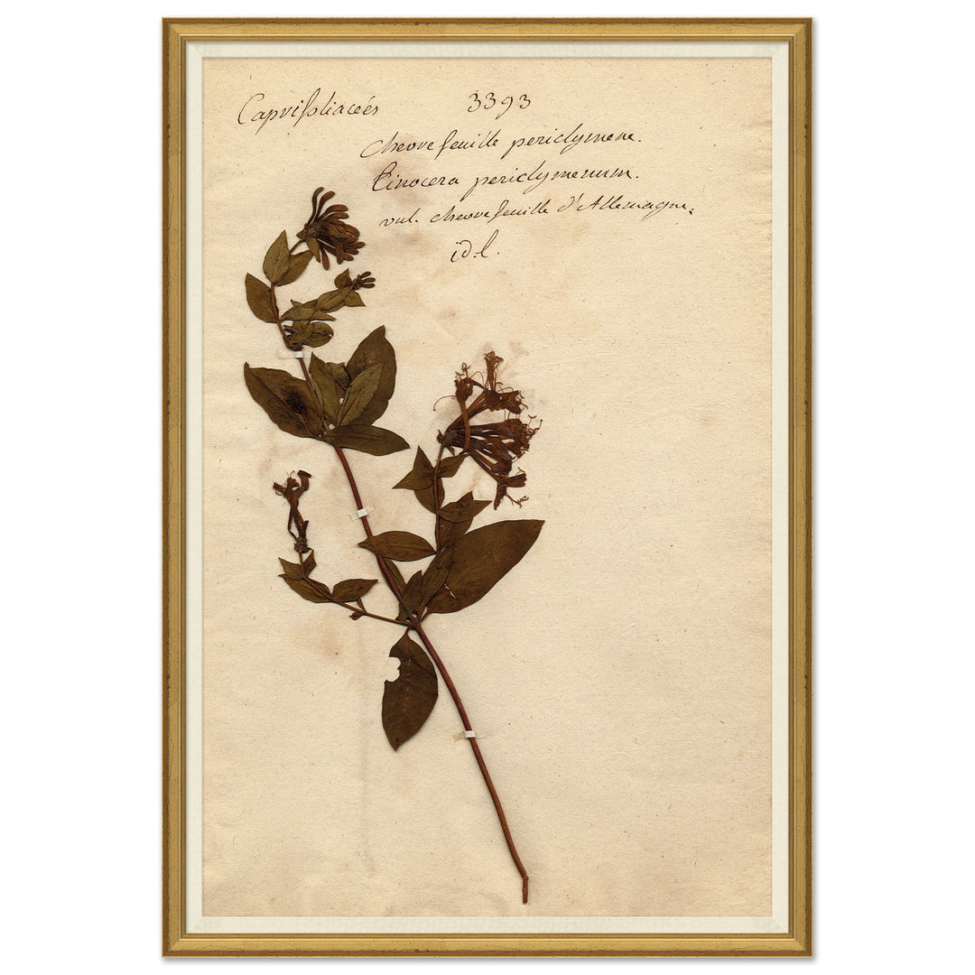 Herbarium 5 by Soicher Marin