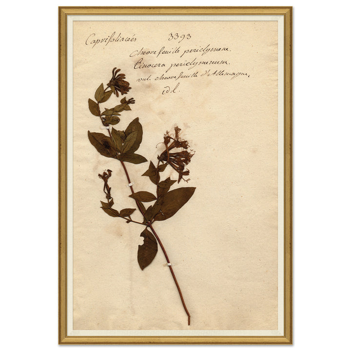 Herbarium 5 by Soicher Marin