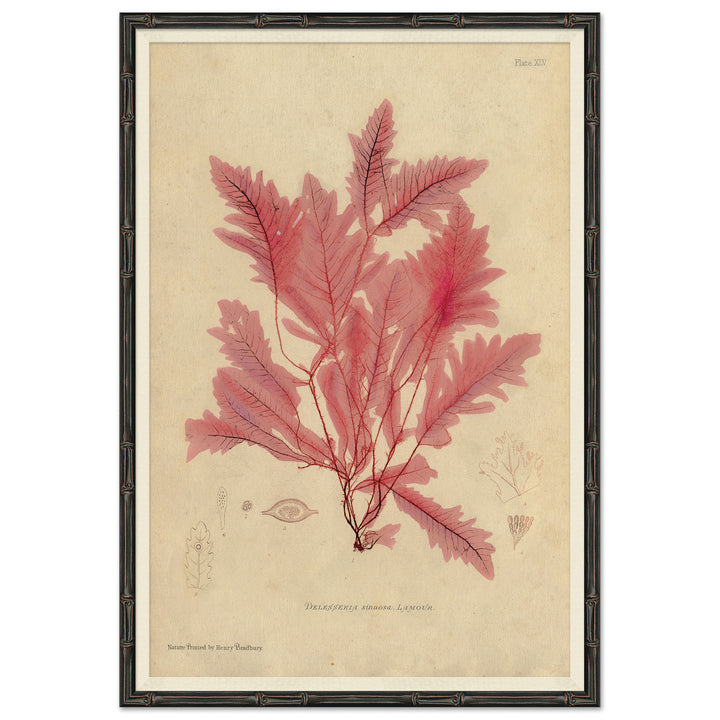 Seaweed in Pink 2 by Soicher Marin
