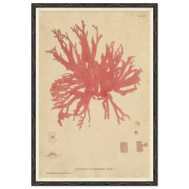 Seaweed in Pink by Soicher Marin