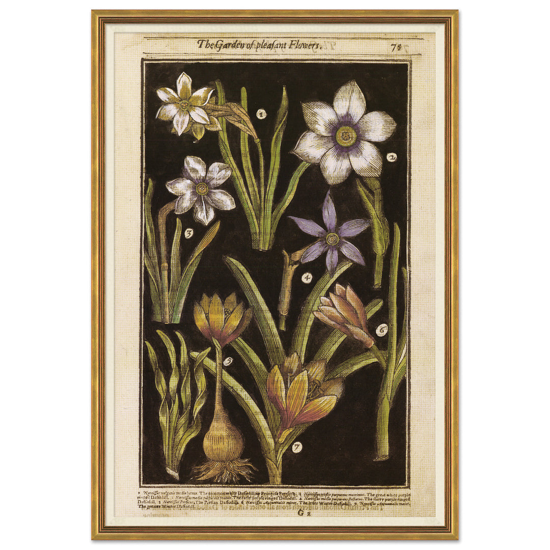 Botanicals 1 by Soicher Marin